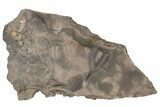 Ordovician Trilobite Mortality Plate (Pos/Neg) - Morocco #194177-4